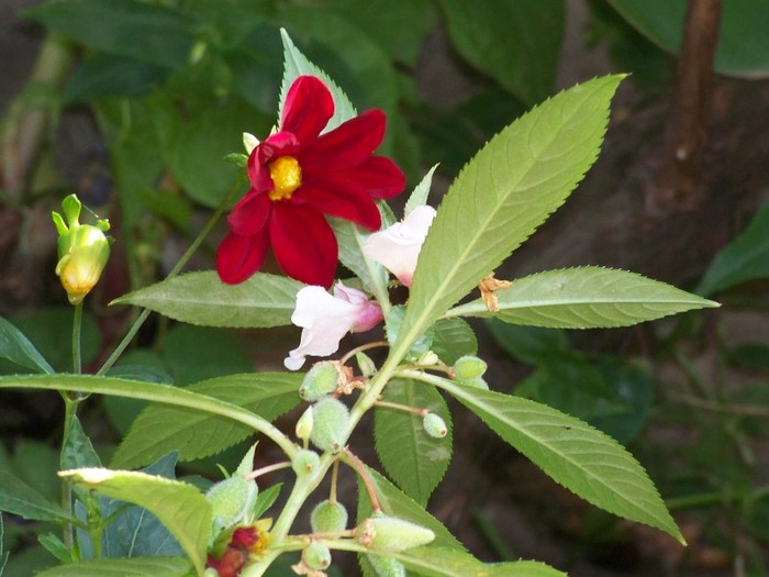 100_9911 - Octombrie 2011 flori