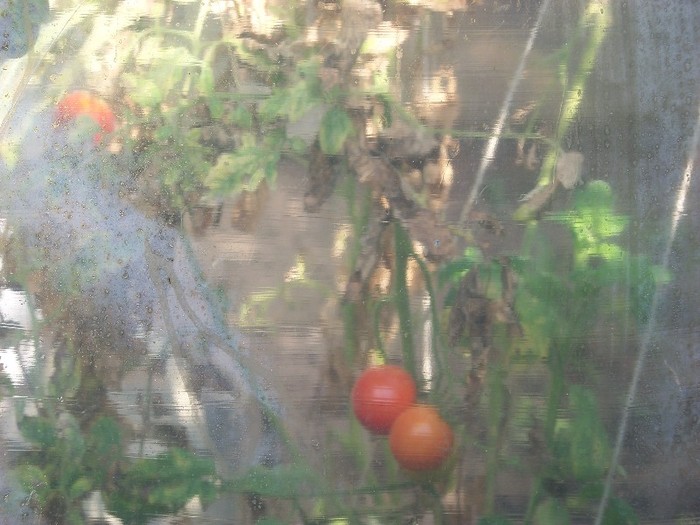 100_9915 - Octombrie 2011 flori