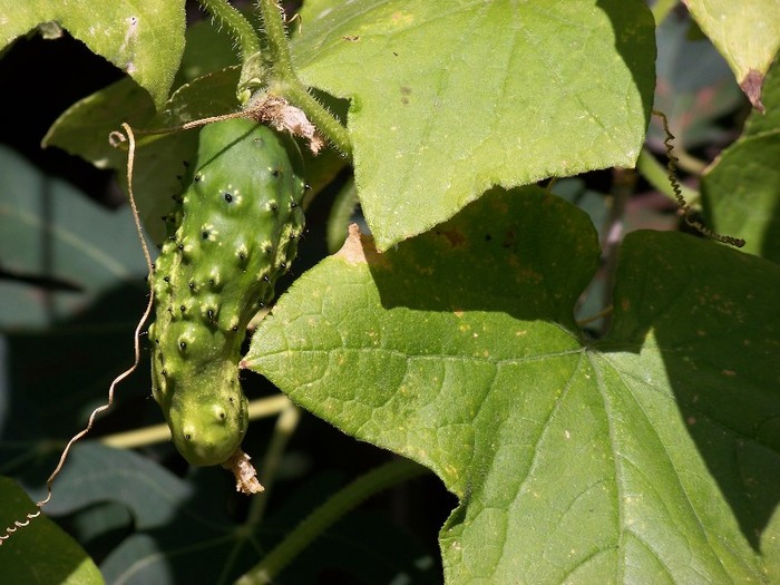 100_9917 - Octombrie 2011 flori