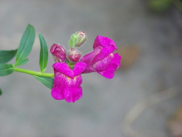 100_9919 - Octombrie 2011 flori