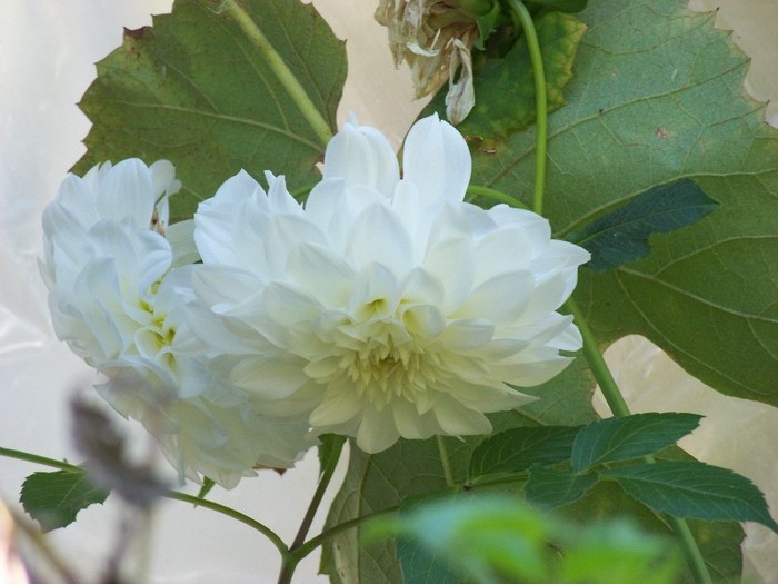 100_9921 - Octombrie 2011 flori