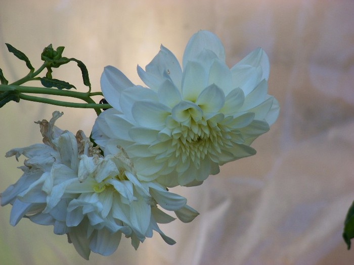 100_9923 - Octombrie 2011 flori