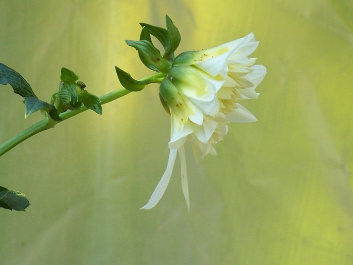 100_9924 - Octombrie 2011 flori