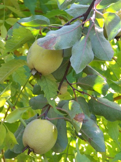 100_9927 - Octombrie 2011 flori