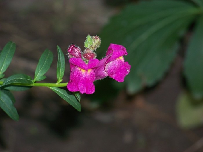 100_9929 - Octombrie 2011 flori