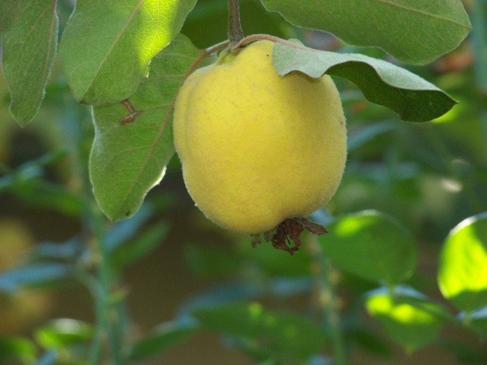 100_9931 - Octombrie 2011 flori