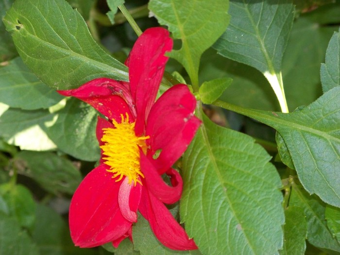 100_9933 - Octombrie 2011 flori