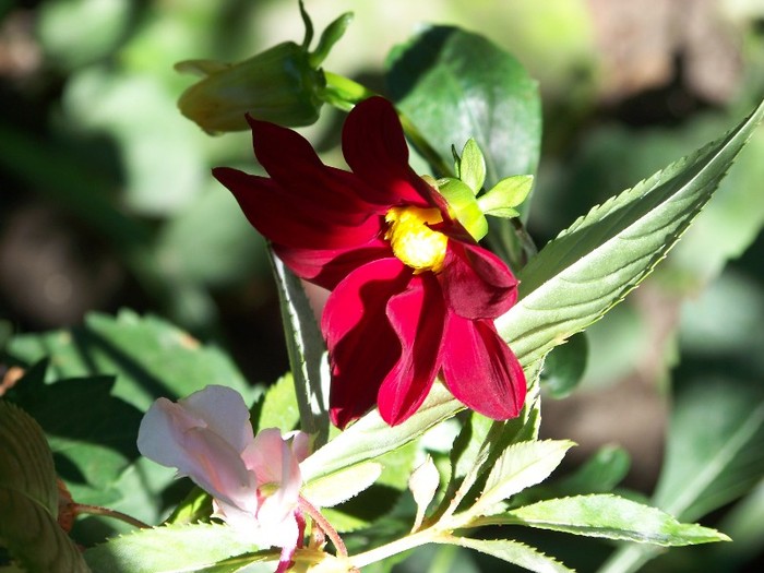 100_9935 - Octombrie 2011 flori