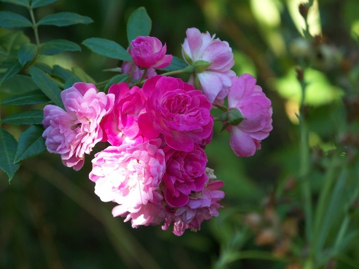 100_9936 - Octombrie 2011 flori