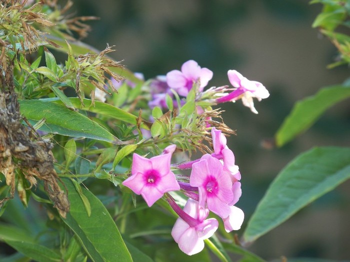 100_9956 - Octombrie 2011 flori