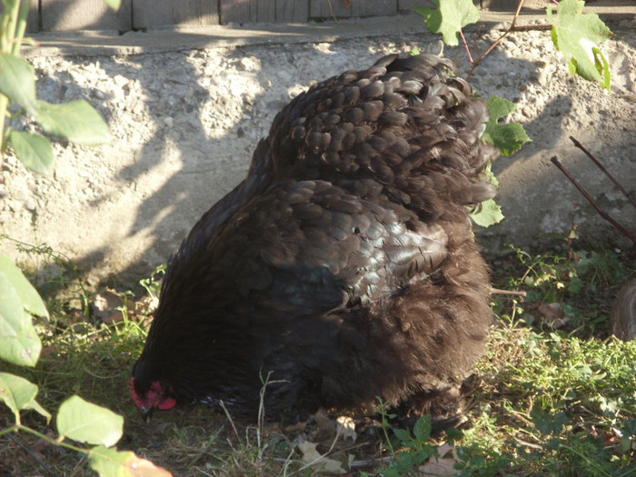 COCHINCHINA NEGRU - I NEGRU