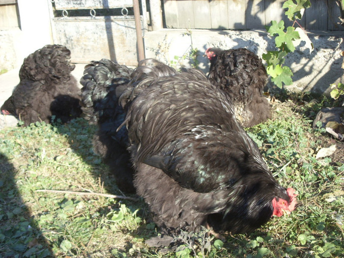 COCHINCHINA NEGRU