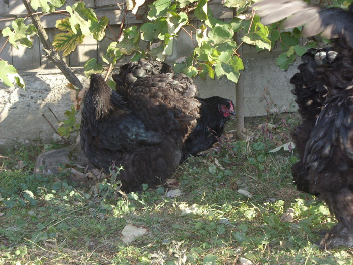 COCHINCHINA NEGRU