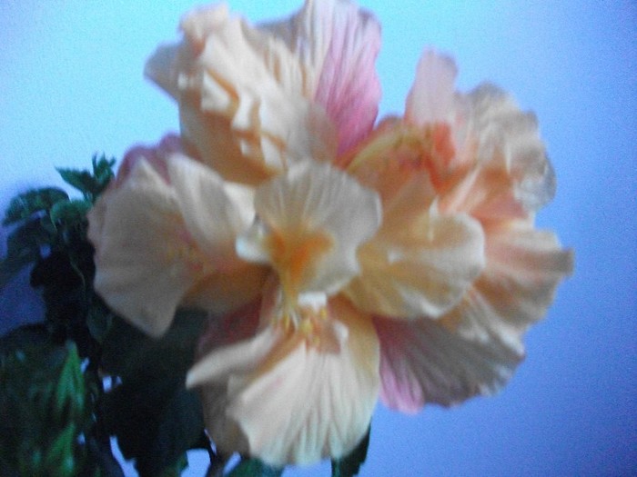 Picture 158 - trandafirasii