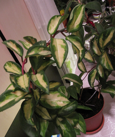 carnosa rubra - hoya 2010-2012