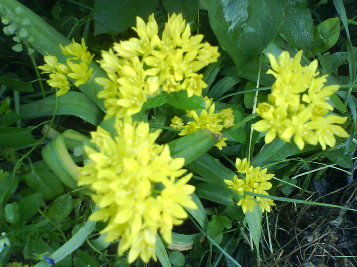 DSC05746 - allium de vanzare