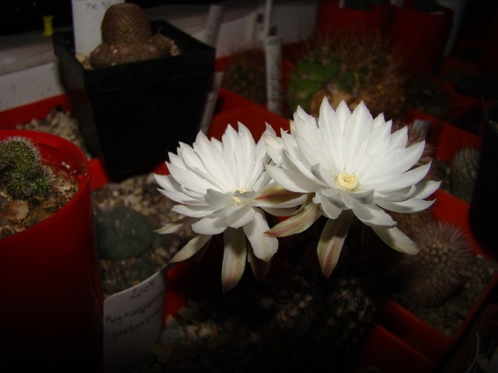 Pygmaeocereus plebesianus - Cactusi 2011