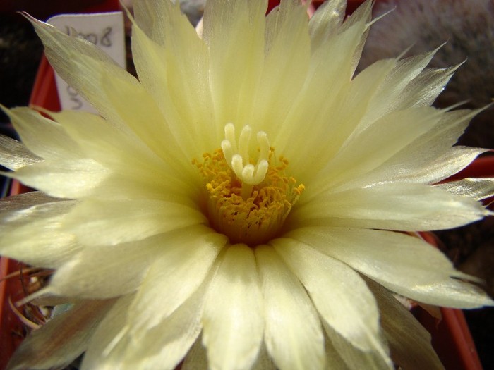 Coryphantha andreae; De la Teo C.
