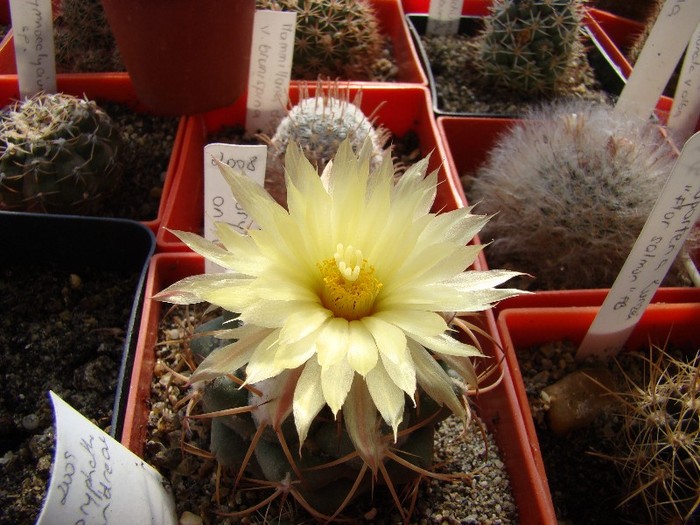 Coryphantha andreae - Cactusi 2011