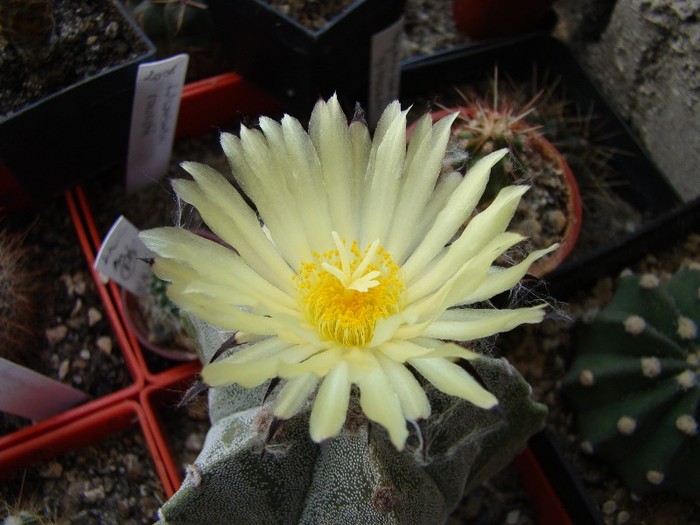 DSC07503 - Cactusi 2011