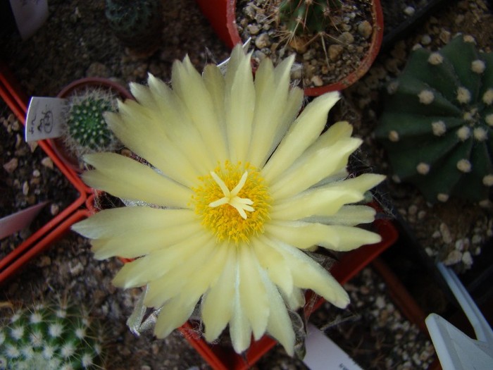 DSC07503 - Cactusi 2011