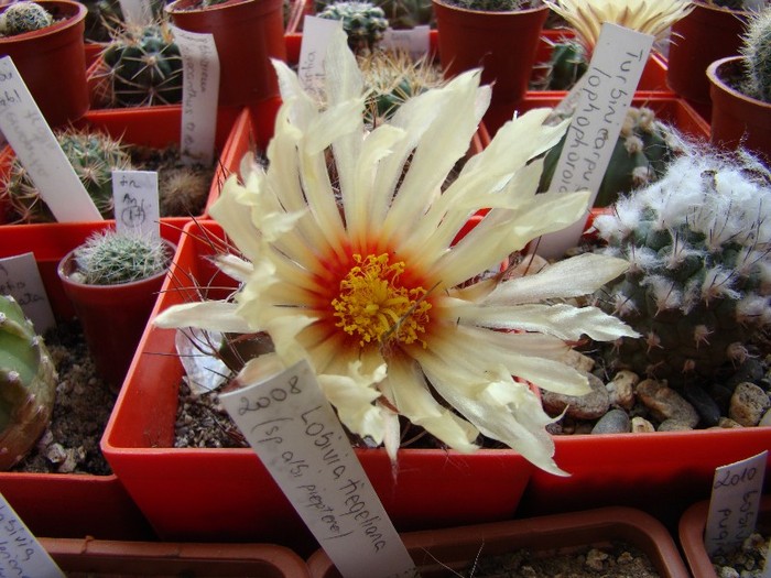 Astrophytum senile - Cactusi 2011