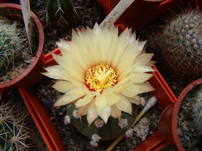 Astrophytum asterias X capricorne; De la Melchior L.
