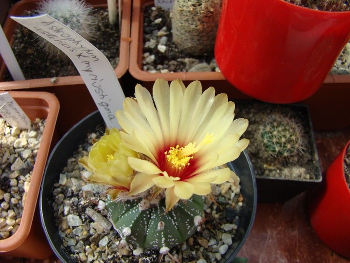 Astrophytum capricorne X myriostigma - Cactusi 2011