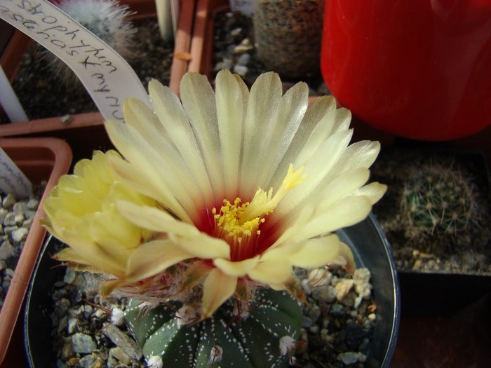 Astrophytum capricorne X myriostigma - Cactusi 2011