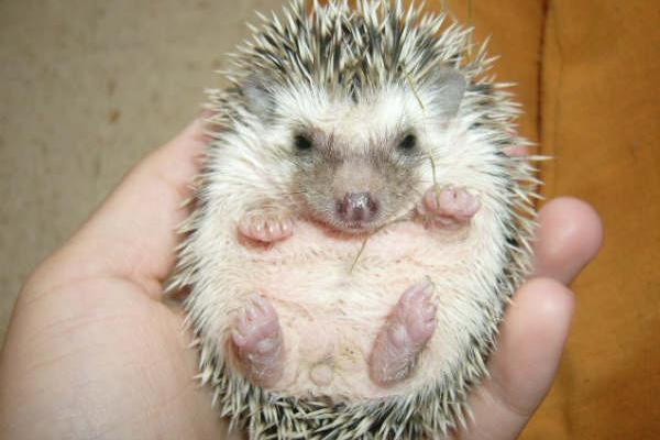 -erizo-pigmeo-africano-