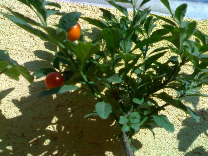 071020112158 - solanum