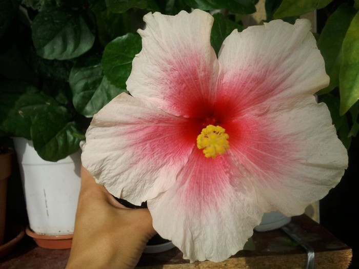 yoder camellia - plantele mele