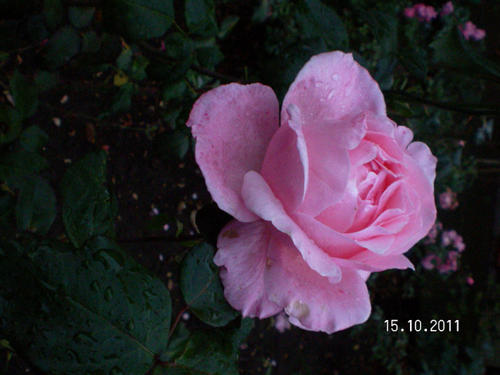 2 - Trandafiri