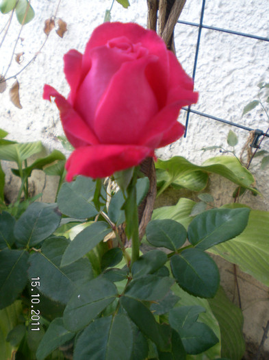 EROTIKA ROSEN TANTAU 1 - Trandafiri
