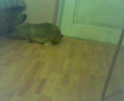 Picture 041