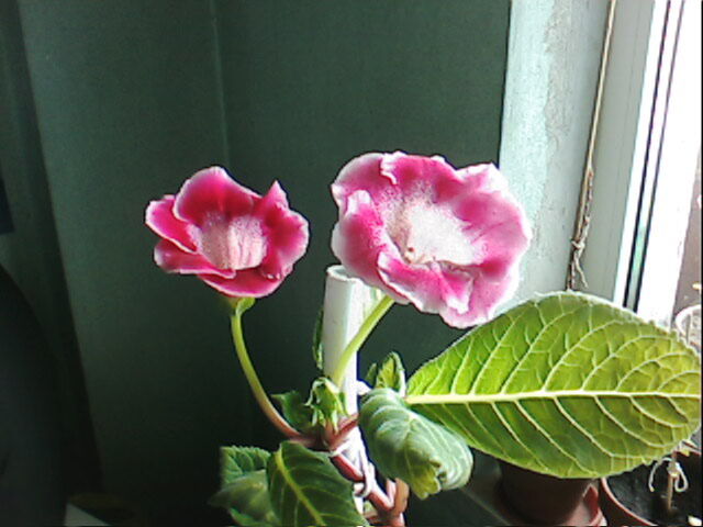 img (31); gloxinia tigrina red
