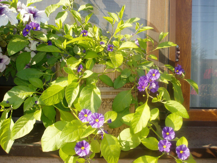 solanum rantonneti