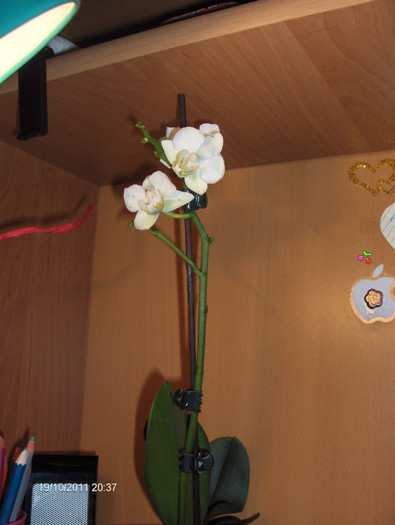 orhi luata la reducere-5 lei