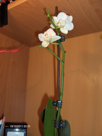 orhi luata la reducere-5 lei