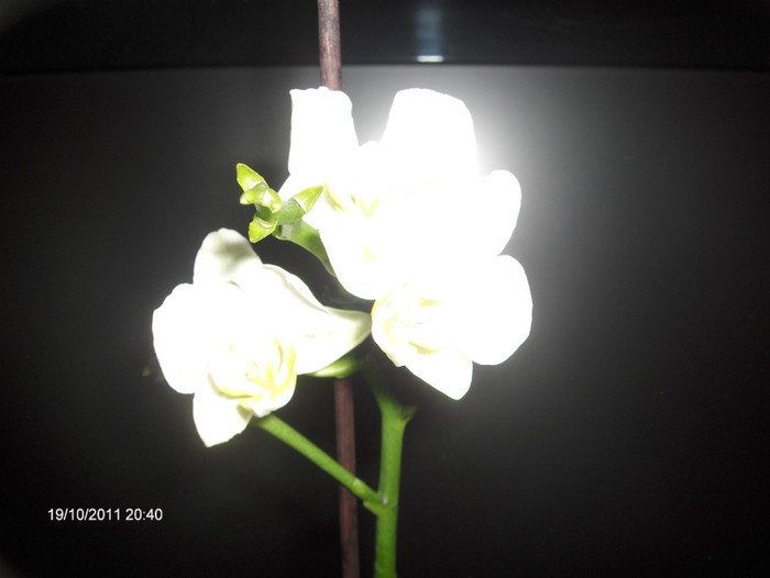 orhi luata la reducere-5 lei