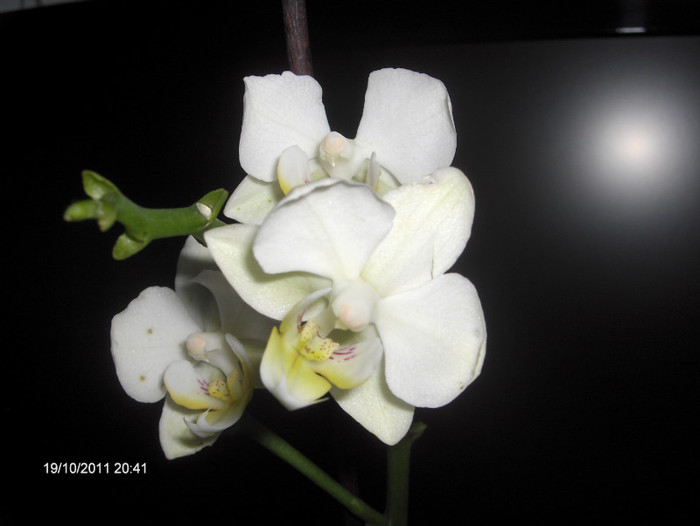 orhi luata la reducere-5 lei