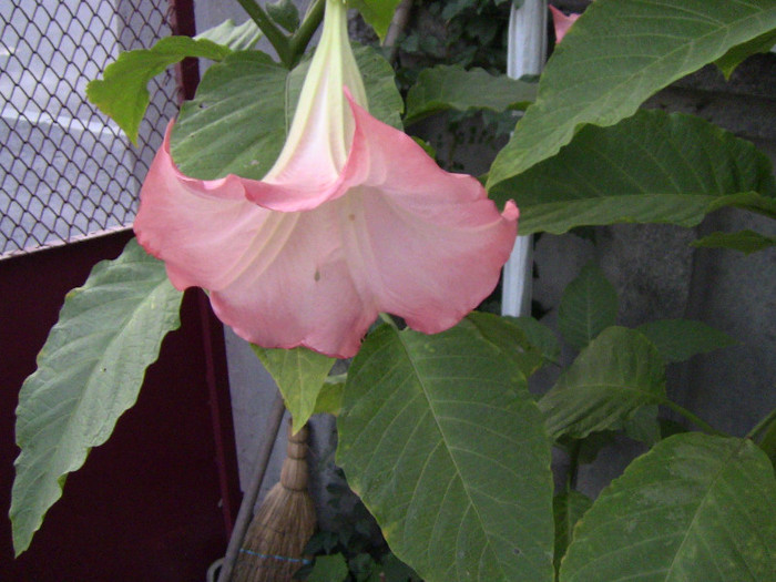 brugmansia katrin bonte - plantele mele