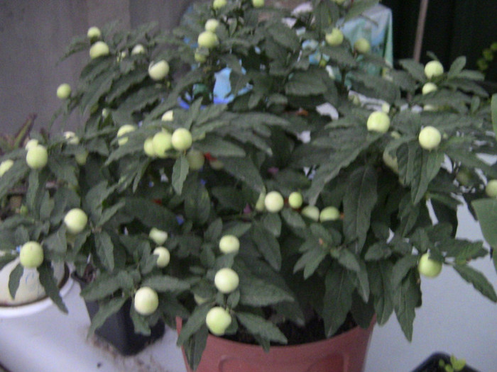 Solanum capsicastrum - plantele mele