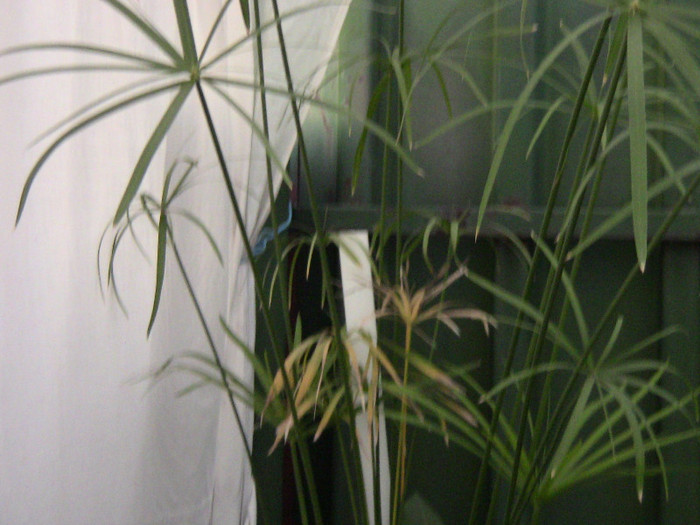 Cyperus papyrus - plantele mele