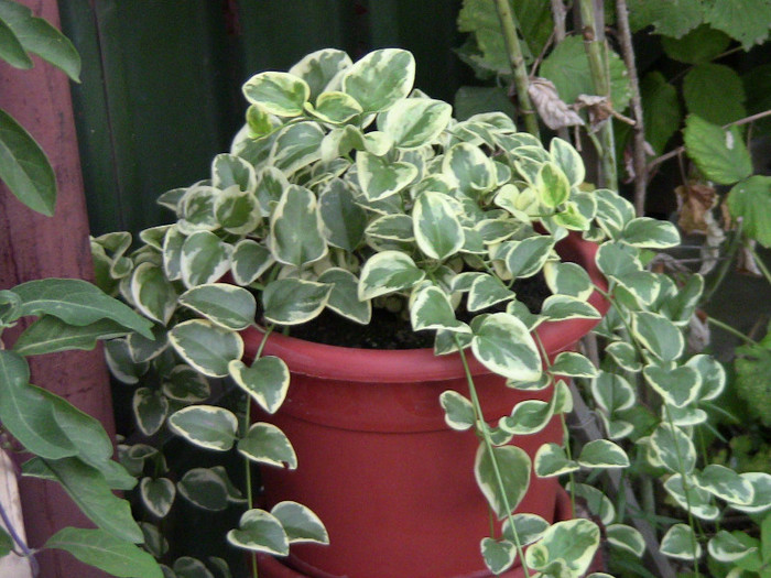 vinca minor variegata - plantele mele