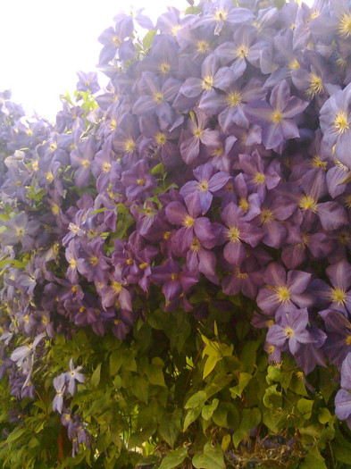 Imagine0563 - Clematis