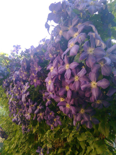 Clematis Jackmanii - Clematis