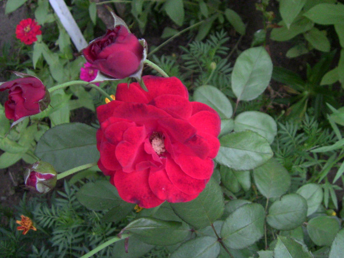trandafir no name - plantele mele