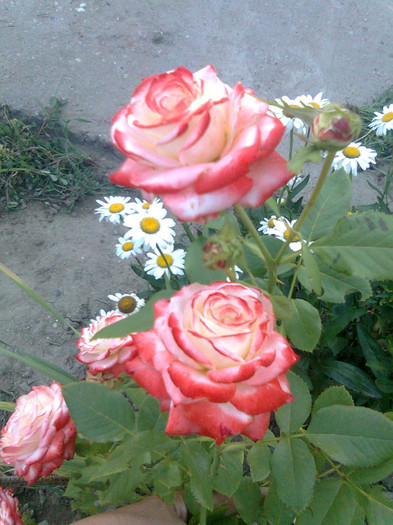 Imagine0632 - trandafiri 2011