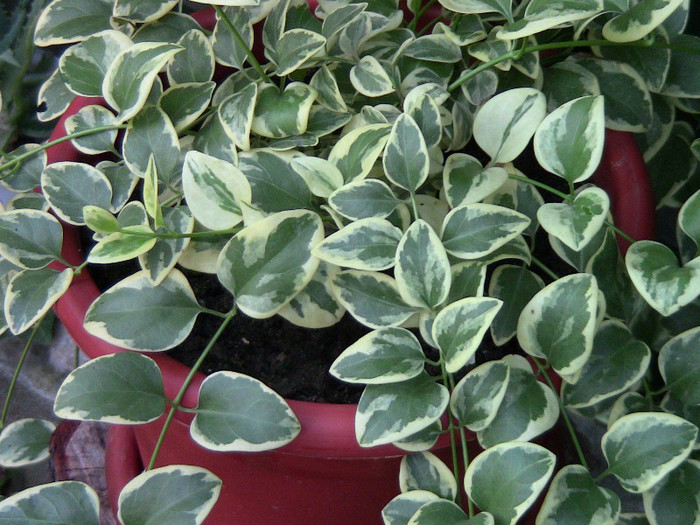 vinca minor variegata - plantele mele